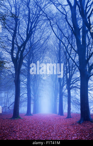 Dark forest in fog Stock Photo - Alamy