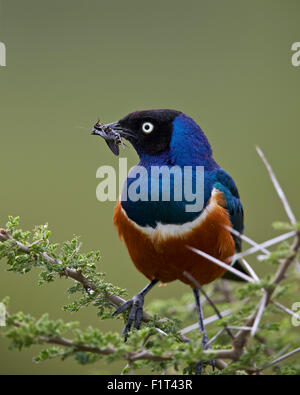 Superb starling (Lamprotornis superbus) with an insect, Ngorongoro Conservation Area, UNESCO, Serengeti, Tanzania Stock Photo