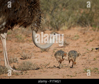 Common ostrich (Struthio camelus) female with two chicks, Kgalagadi Transfrontier Park, South Africa Stock Photo