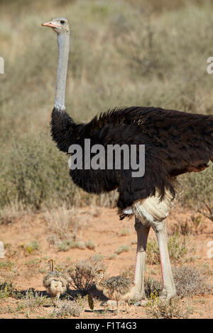 Common ostrich (Struthio camelus) male with two chicks, Kgalagadi Transfrontier Park, South Africa Stock Photo