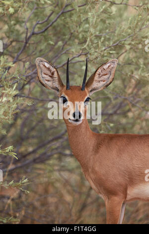 Steenbok (Raphicerus campestris) buck, Kgalagadi Transfrontier Park, South Africa Stock Photo