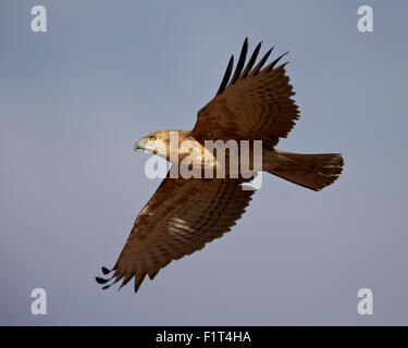 Black-breasted snake eagle (black-chested snake eagle) (Circaetus pectoralis), Kgalagadi Transfrontier Park, South Africa Stock Photo