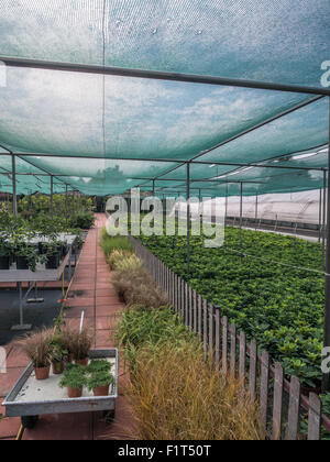 Gardening center full of cultivated plants and flowers for sale Stock Photo