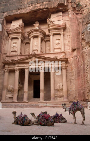Camels in front of the Treasury, Petra, UNESCO World Heritage Site, Jordan, Middle East Stock Photo
