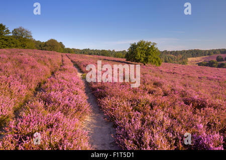 A path through endless hills with blooming heather. Photographed at the Posbank in The Netherlands. Stock Photo