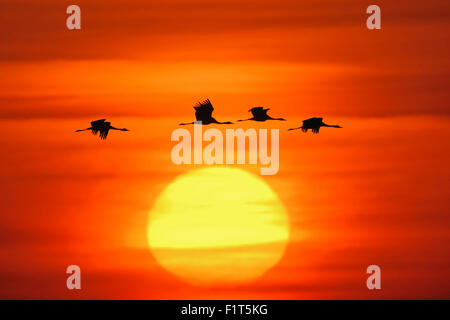 Silhouette of a flock of Common Cranes / Graue Kraniche ( Grus grus ) flying in front of a beautiful sunrise / red sky. Stock Photo