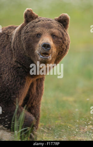 European Brown Bear, Ursus arctos arctos.