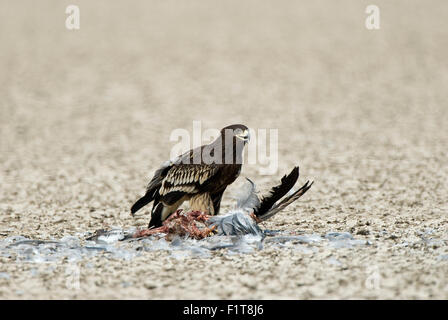 Greater spotted eagle Stock Photo