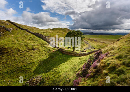 Sycamore Gap on Hadrian's Wall in one of the dramatic landscapes in Northumberland National Park Stock Photo