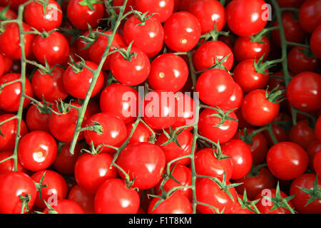 Cherry tomatoes on the vine Stock Photo