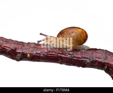 Baby Garden Snail approx 2 weeks old (helix aspersa/cornu aspersum) climbing on twig Stock Photo