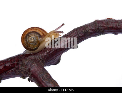 Baby Garden Snail approx 2 weeks old (helix aspersa/cornu aspersum) climbing on twig Stock Photo