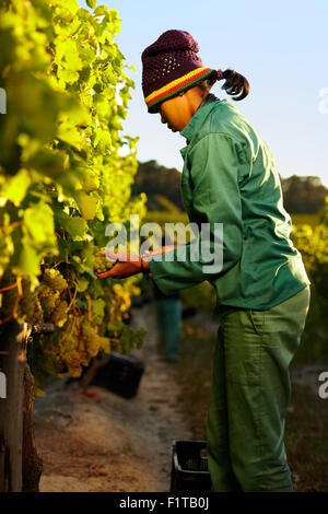 Young woman harvesting grapes in vineyard. Worker cutting grapes from vine during harvest. Stock Photo