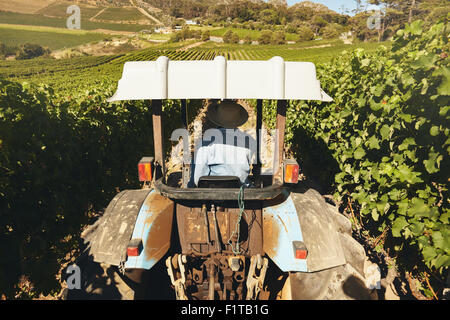 Rear view of a farmer driving tractor through vineyard during harvest time. Stock Photo