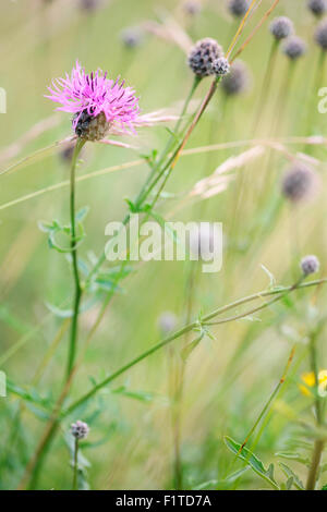 thistle-like purple flowers known also as lesser knapweed Jane Ann Butler Photography JABP1363 Stock Photo