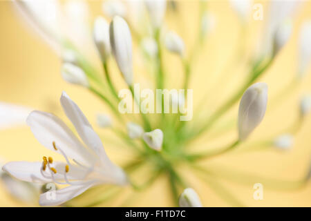romantic agapanthus, the flower of love Jane Ann Butler Photography JABP1089 Stock Photo