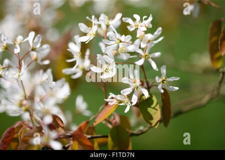 Serviceberry delicate white flowers in the Spring sunshine Jane Ann Butler Photography JABP1383 Stock Photo