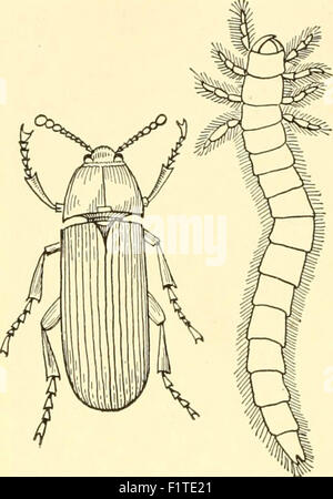 Elementary biology; an introduction to the science of life