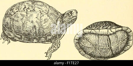 Elementary biology; an introduction to the science of life