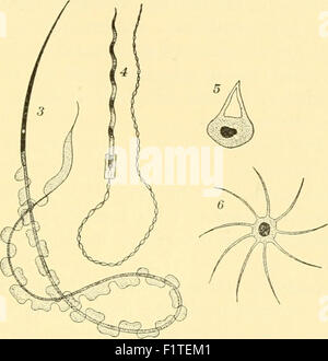 Elementary biology; an introduction to the science of life