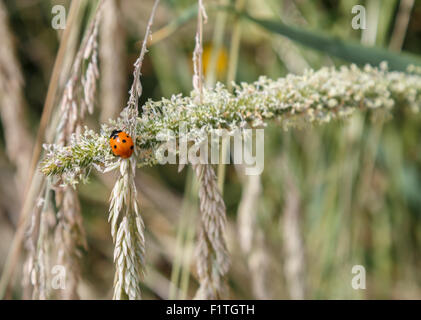 Ladybird on a grass flower stem.  The ladybird or ladybug is red and spotted Stock Photo