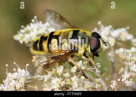 Deathskull Hoverfly Myathropa florea Stock Photo