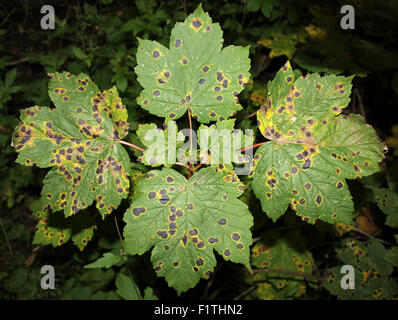 Tar Spot Fungus Rhytisma acerinum On Sycamore Leaves Stock Photo