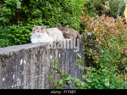 Two Persian Cats on a stone wall. Two fluffy cats one light and one dark sit on the top of an old concrete garden wall Stock Photo