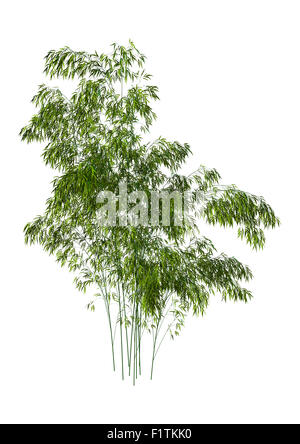 3D digital render of green bamboo trees isolated on white background Stock Photo