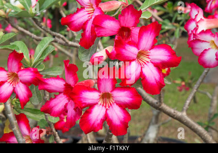 Red frangipani flowers on the branches of its tree Stock Photo