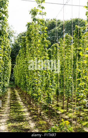 Selling, near Faversham, Kent 7 September 2015. Hop Harvest. A garden of East Kent Goldings, the most historic of Kent hops. Credit:  Paul Martin/Alamy Live News Stock Photo