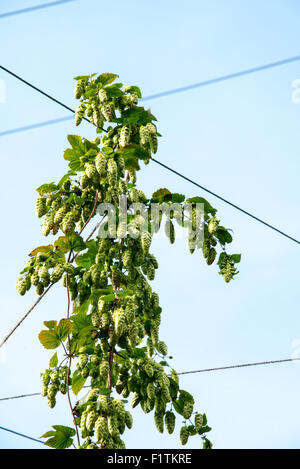 Selling, near Faversham, Kent 7 September 2015. Hop Harvest. East Kent Goldings, the most historic hop of Kent. Credit:  Paul Martin/Alamy Live News Stock Photo