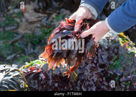 Palmaria palmata. Man Foraging seaweed / Dulse on the Northumberland coastline. UK Stock Photo