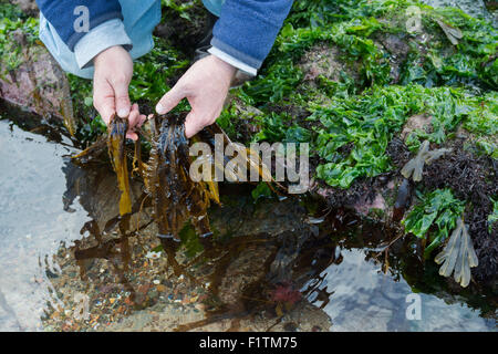 Saccharina latissima. Man Foraging seaweed / Sugar Kelp on the Northumberland coastline. UK Stock Photo