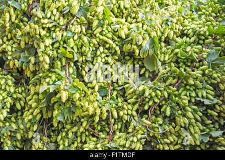 Boughton, near Faversham, Kent 7 September 2015. Hop Harvest. Challenger hops, awaiting processing. Credit:  Paul Martin/Alamy Live News Stock Photo