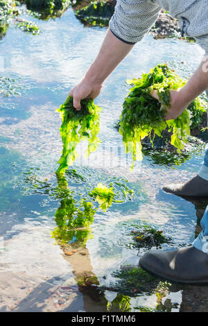 Ulva lactuca. Man Foraging seaweed / sea lettuce on the Northumberland coastline. UK Stock Photo