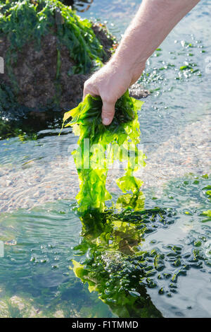 Ulva lactuca. Man Foraging seaweed / sea lettuce on the Northumberland coastline. UK Stock Photo