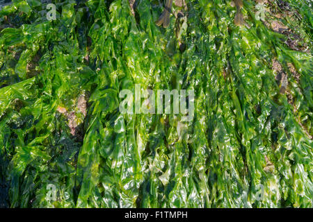 Ulva lactuca. Seaweed / sea lettuce on the Northumberland coastline. UK