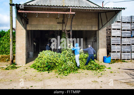 Selling, near Faversham, Kent, UK. 7th September 2015. Hop Harvest. Workers add hop bines to the transport mechanism prior to their entering the machine that separates the hops from the waste. Credit:  Paul Martin/Alamy Live News Stock Photo