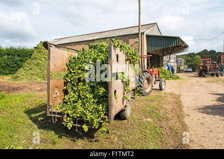 Selling, near Faversham, Kent, UK. 7th September 2015. Hop Harvest. Tractor with a load of hops waiting its turn at an oast house. Credit:  Paul Martin/Alamy Live News Stock Photo