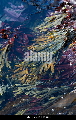 Fucus serratus. Seaweed / Toothed wrack and Dulse on the Northumberland coastline. UK Stock Photo