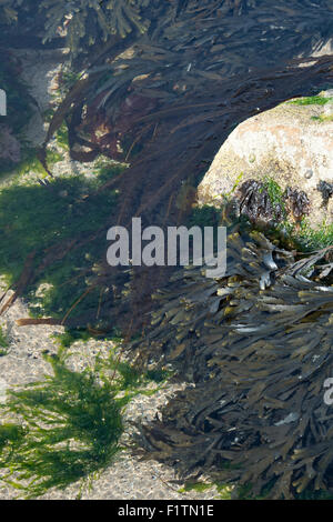 Toothed wrack, Sugar Wrack and Gutweed in the sea on the Northumberland coastline. UK Stock Photo