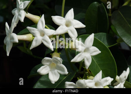 Stephanotis jasminoides aka stephanotis floribunda, Madagascar Jasmine Stock Photo