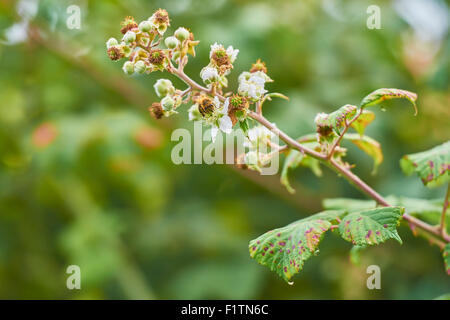 Honey bee on blackberry bramble Stock Photo