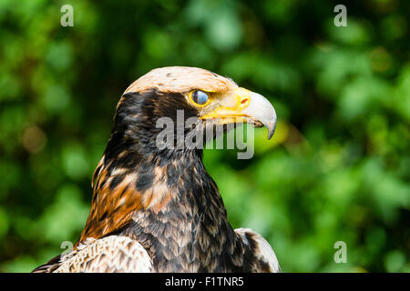 A captive Verreaux's eagle at the international centre for birds of prey in Newent, Gloucester Stock Photo