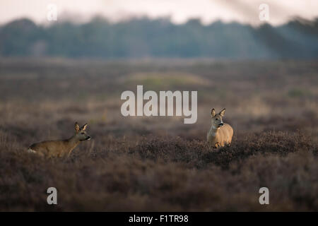 Two attentive Roe deer / Reh ( Capreolus capreolus ) standing in dry heather, wide open land at dawn. Stock Photo