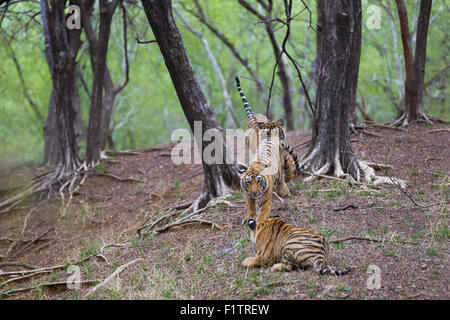 Bengal Tiger siblings in a Playful fight, at Ranthambhore forest. [Panthera Tigris] Stock Photo