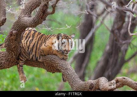 A Bengal Tiger around 13 months old climbed on a tree at Ranthambhore Forest, India. [Panthera Tigris] Stock Photo