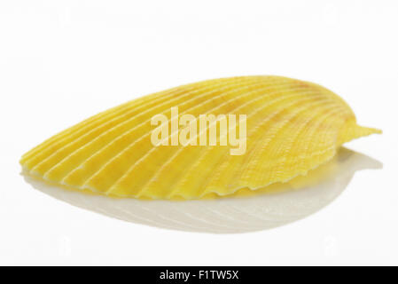 Close up of a yellow Scallop shell (Pecten Albicans) on a white background - shallow d o f Stock Photo