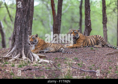 Wild Young Tigers around 13 months in Ranthambhore forest, India. [Panthera Tigris] Stock Photo